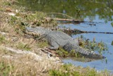 Large Aligator sunning on a bank